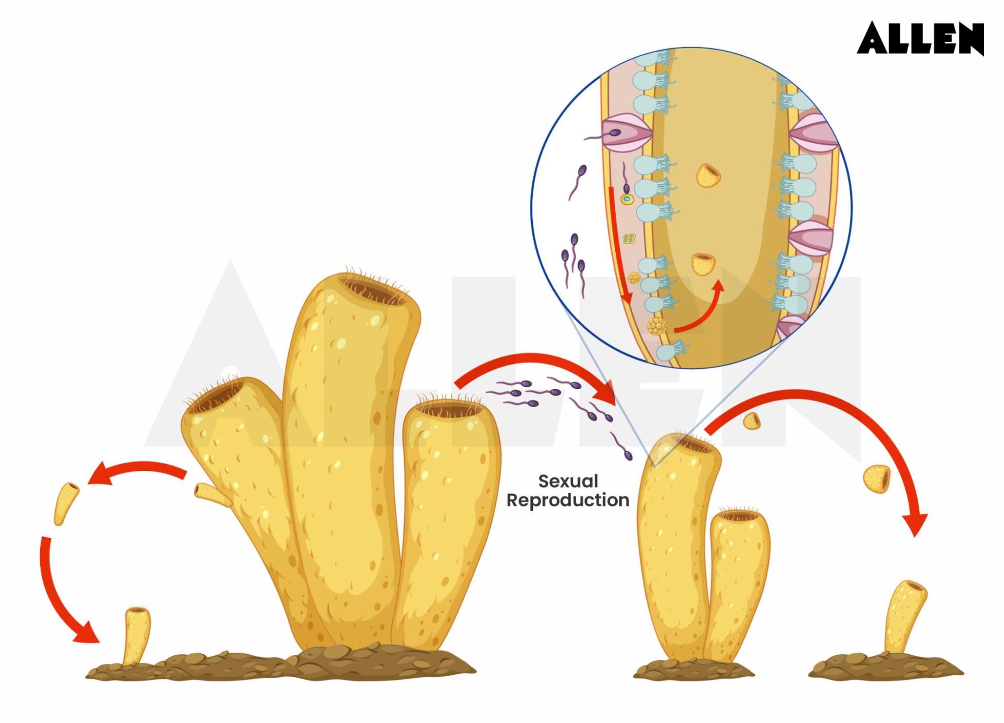 Sexual Reproduction in porifera