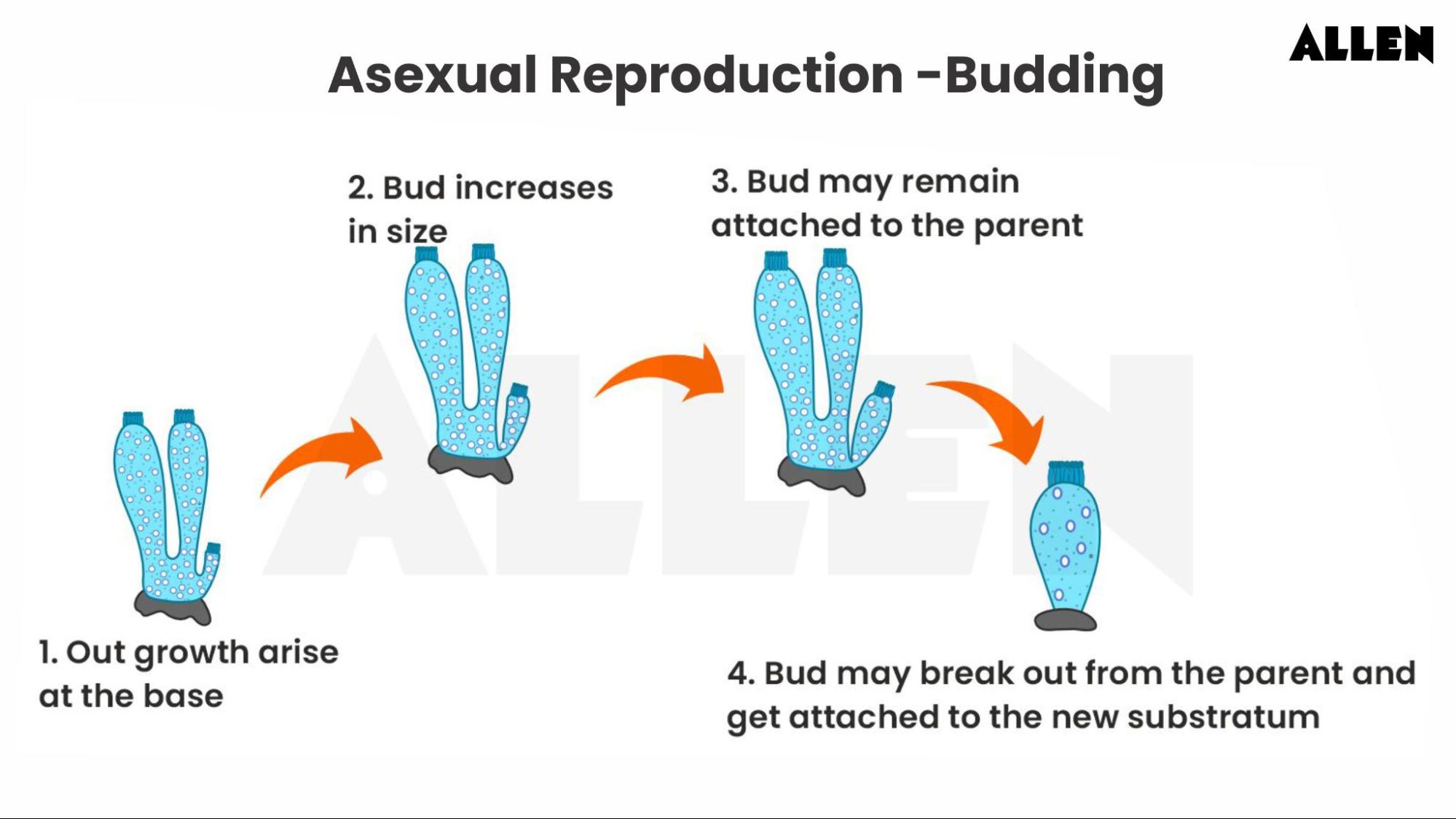 Asexual Reproduction in porifera