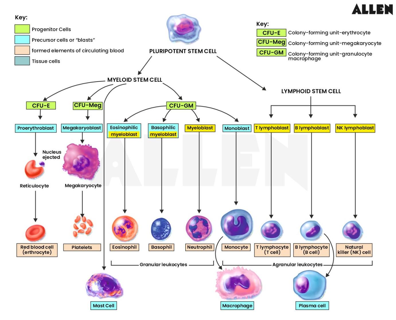 genesis of the white blood cells (WBC)