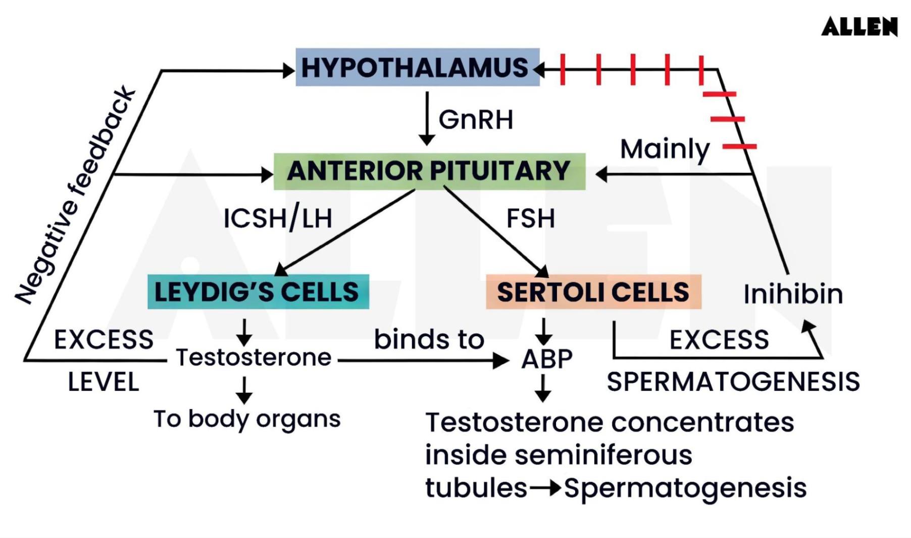 male reproductive hormones