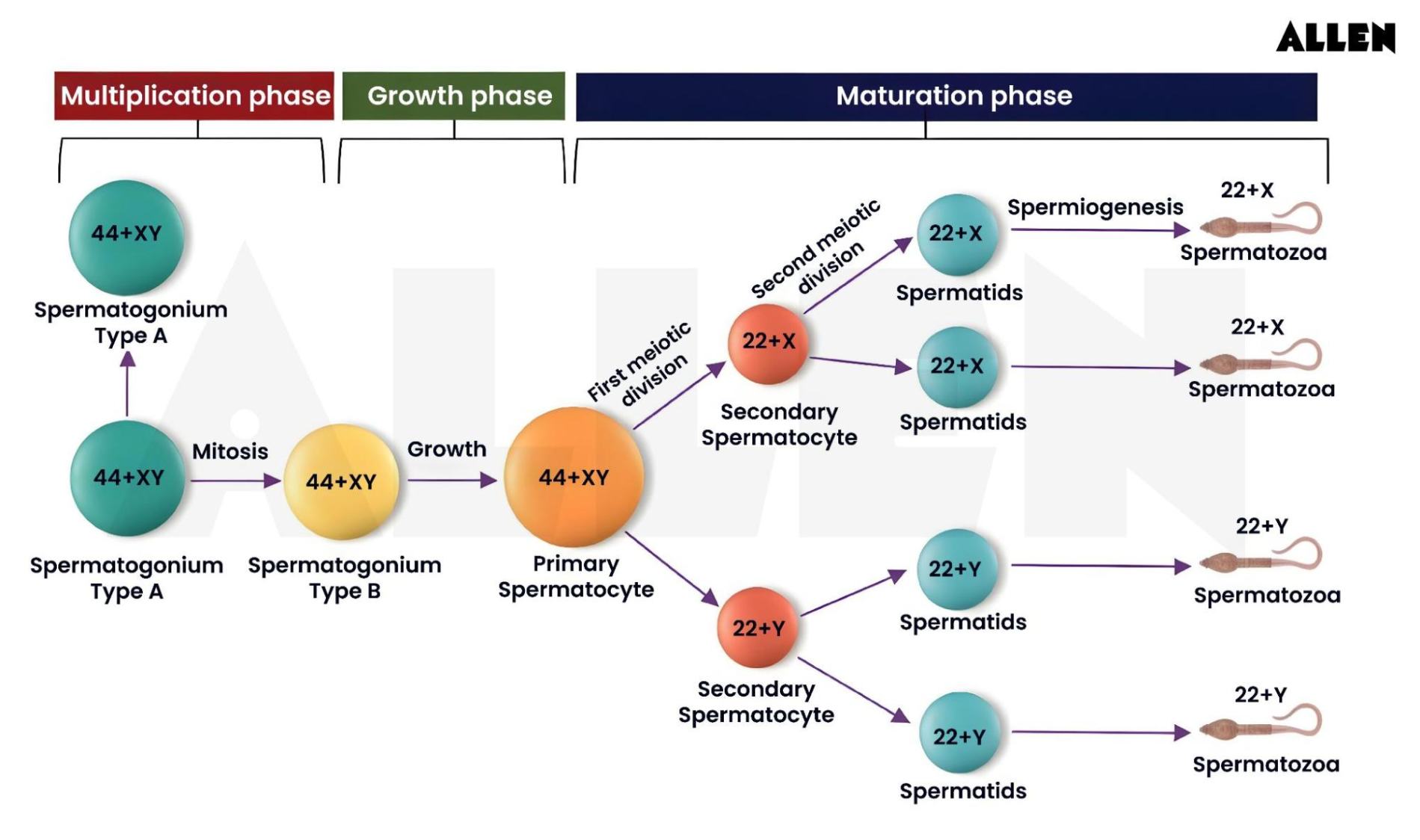 Formation of spermatozoa
