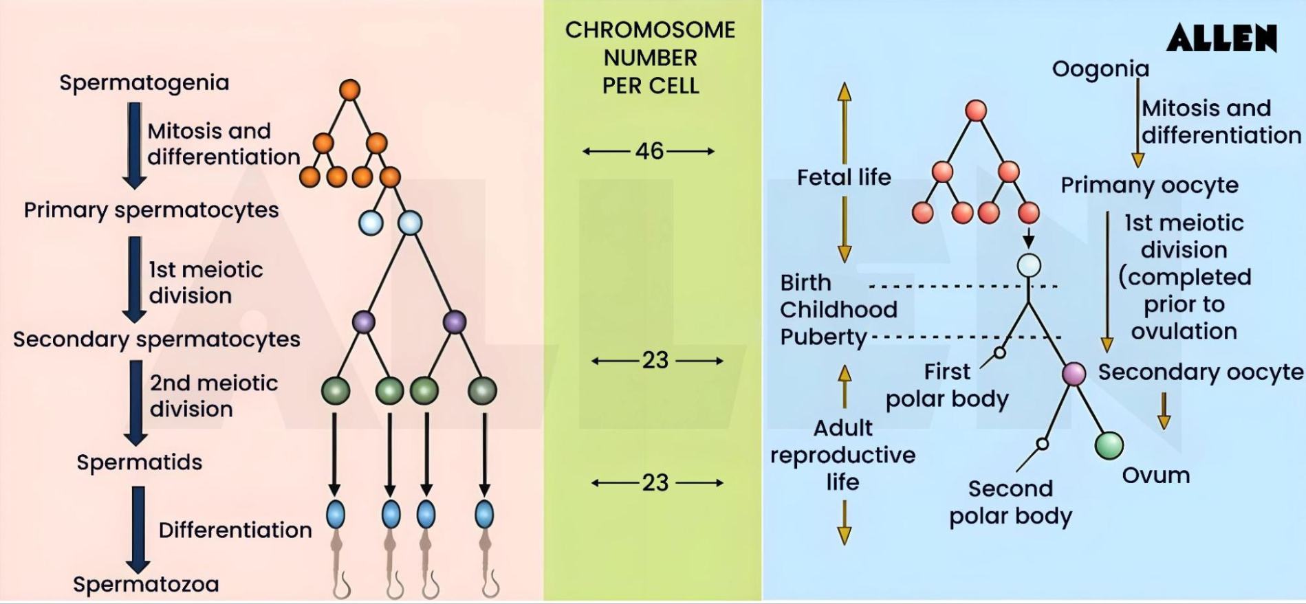 Gametogenesis Spermatogenesis And Oogenesis