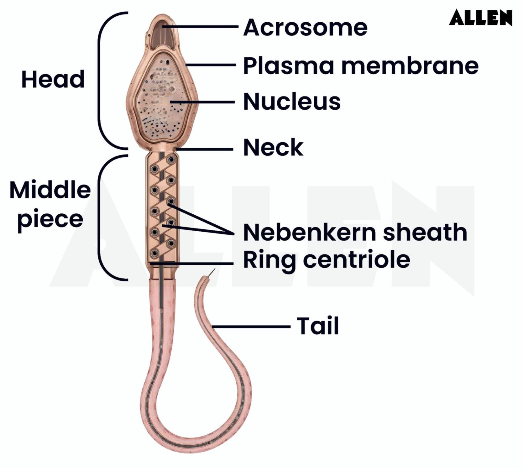 Structure of a sperm