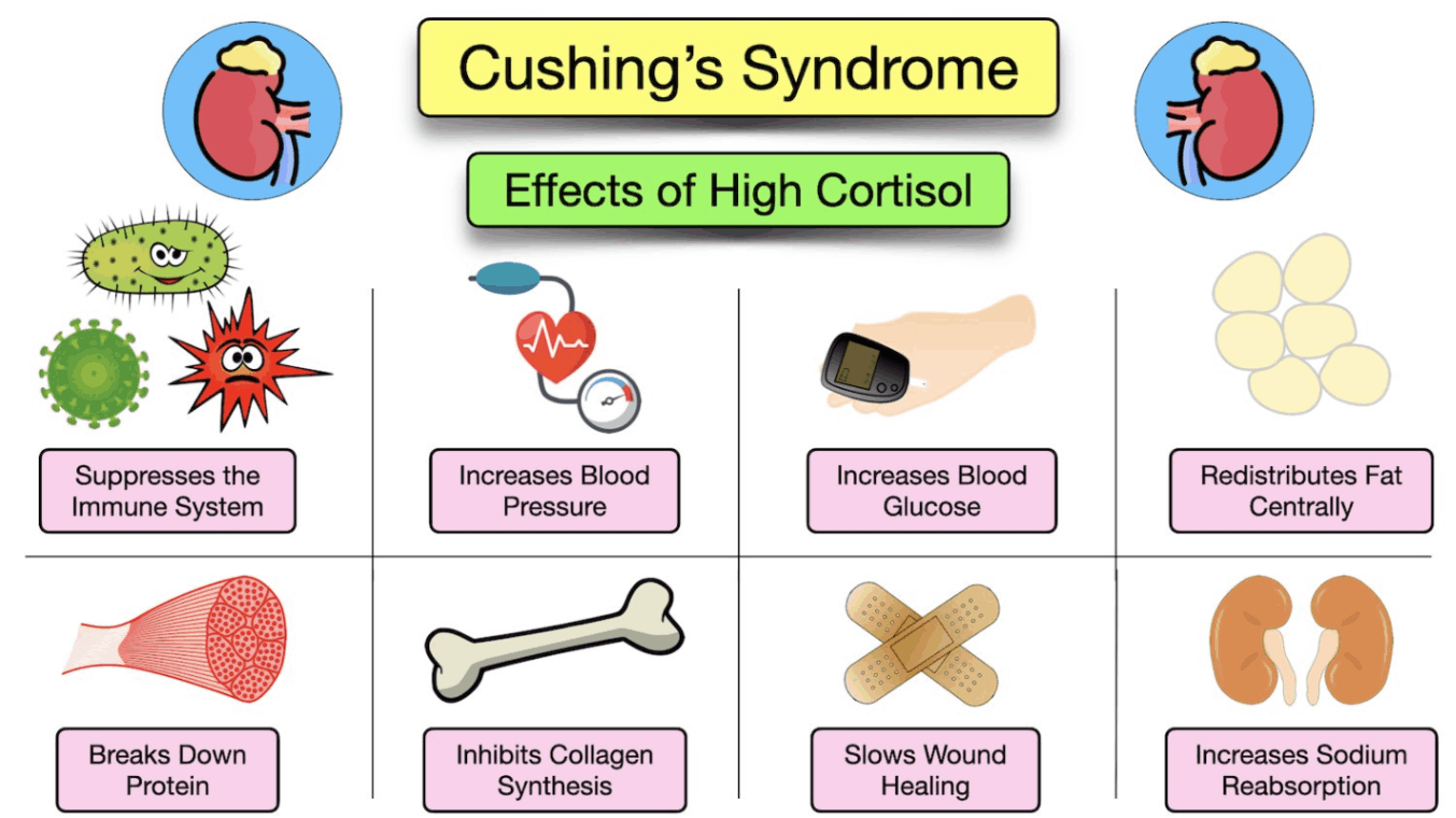 Cushings syndrome - effects of high cortisol