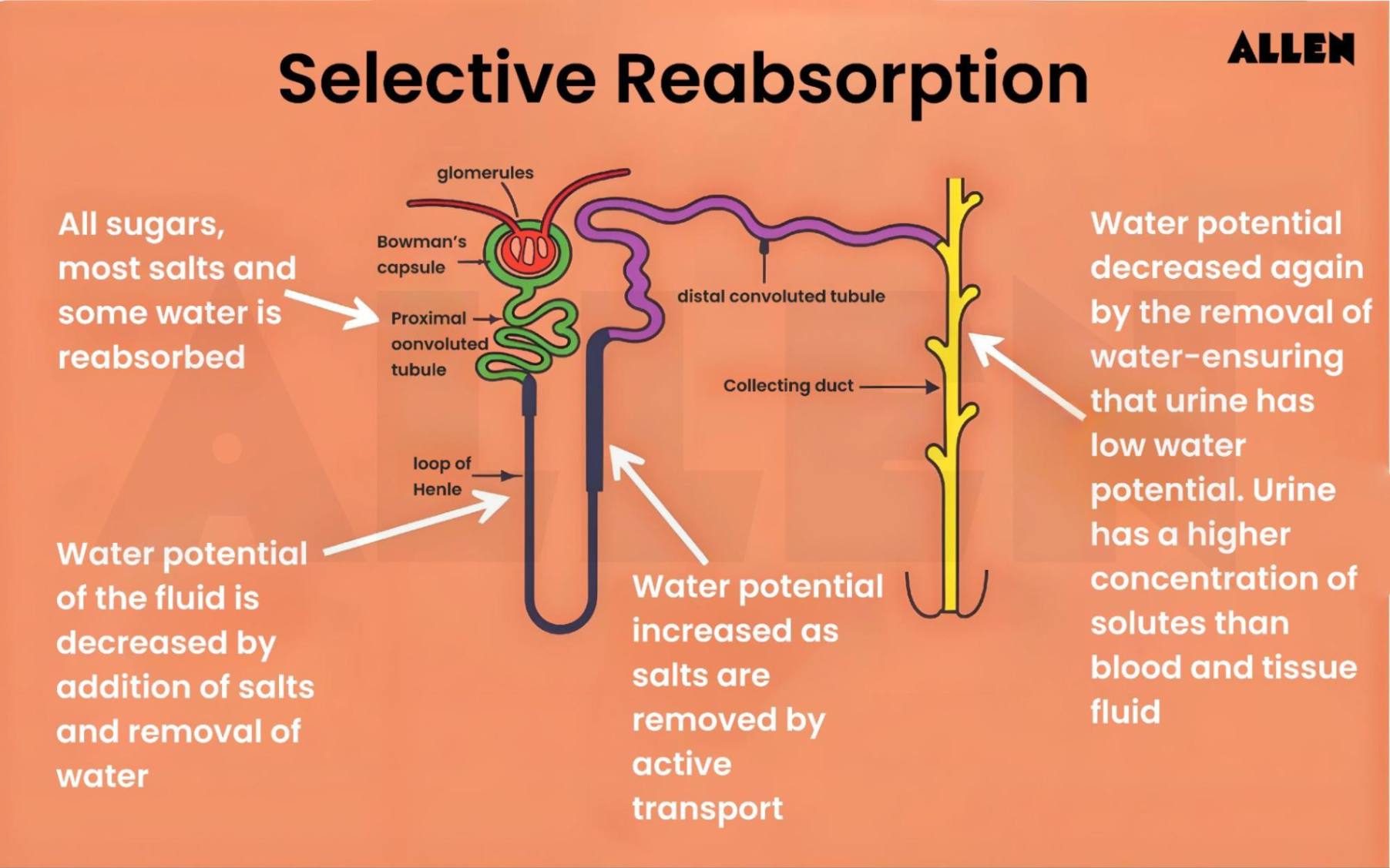 Urine Formation Mechanism Composition And FAQs
