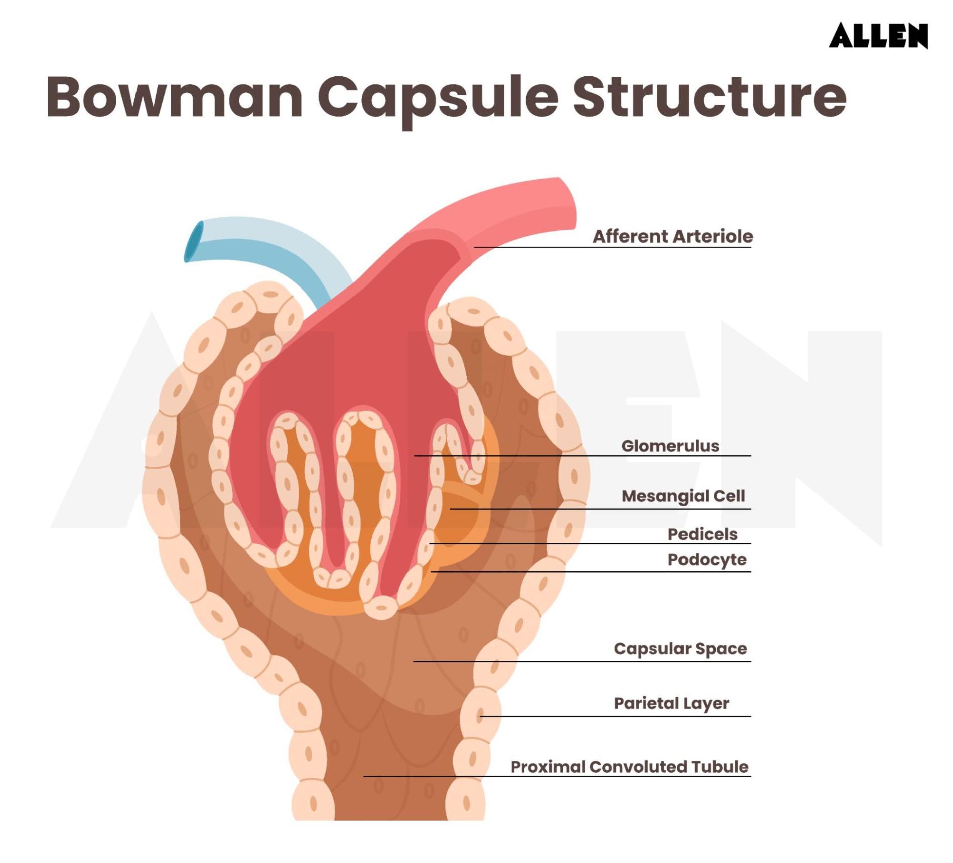 Urine Formation Mechanism, Composition and FAQs