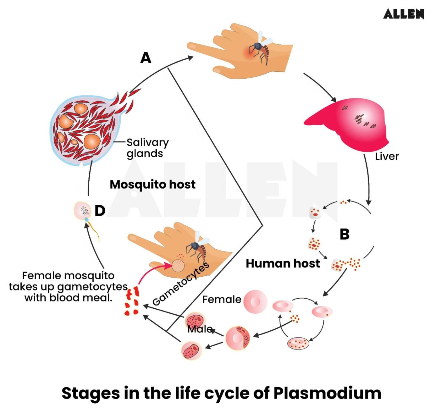 Life cycle of plasmodium