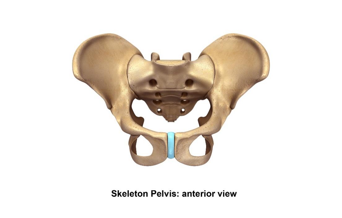 Female Pelvic