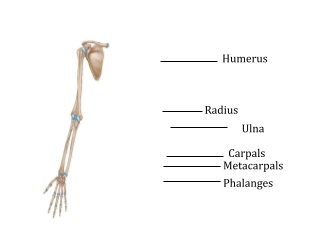 Forelimb Bones