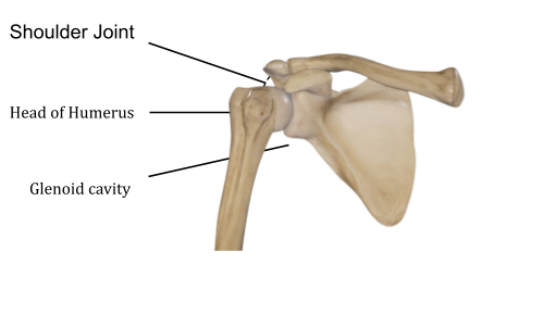 Shoulder Joint