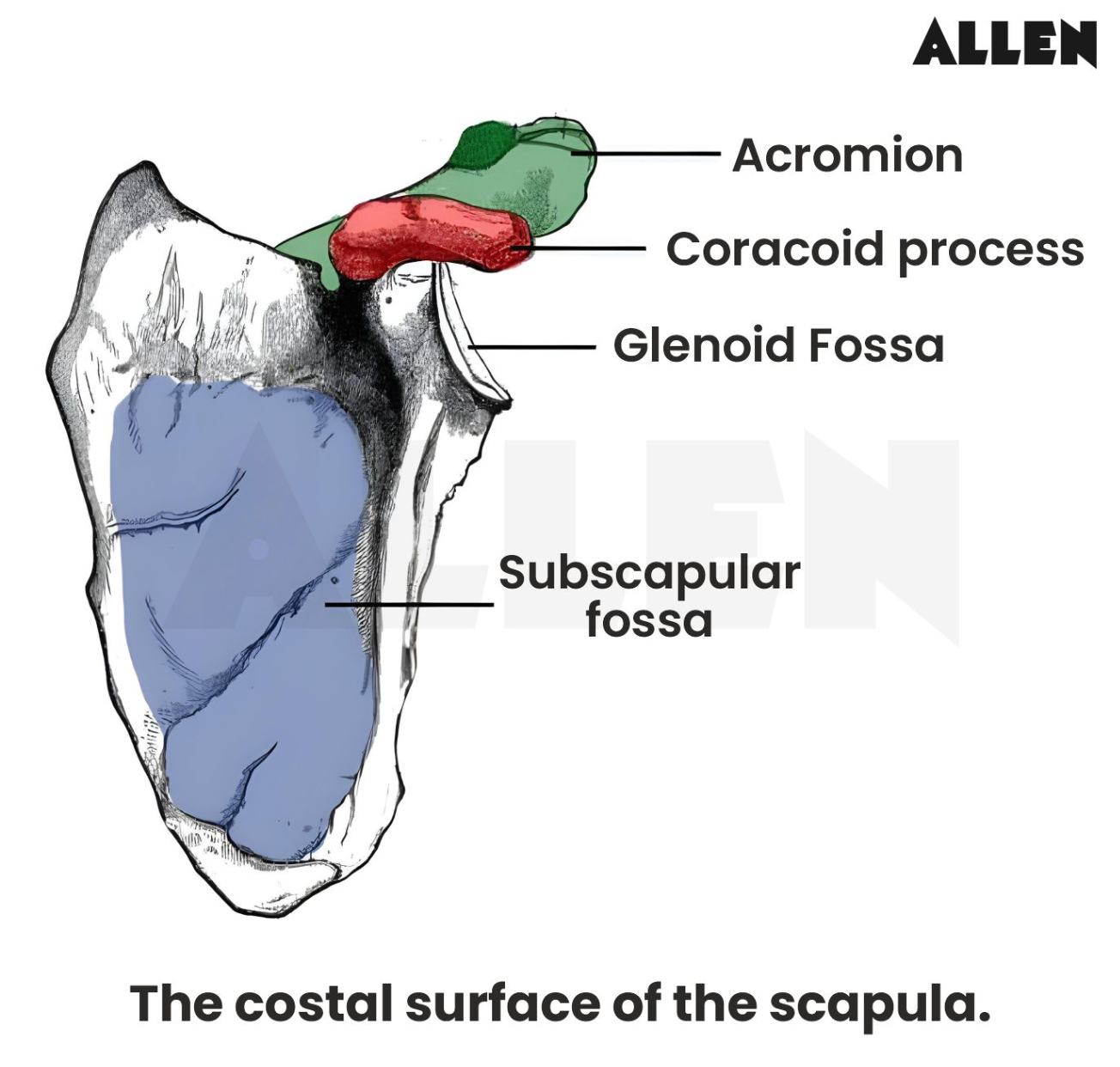 Costal surface of scapula