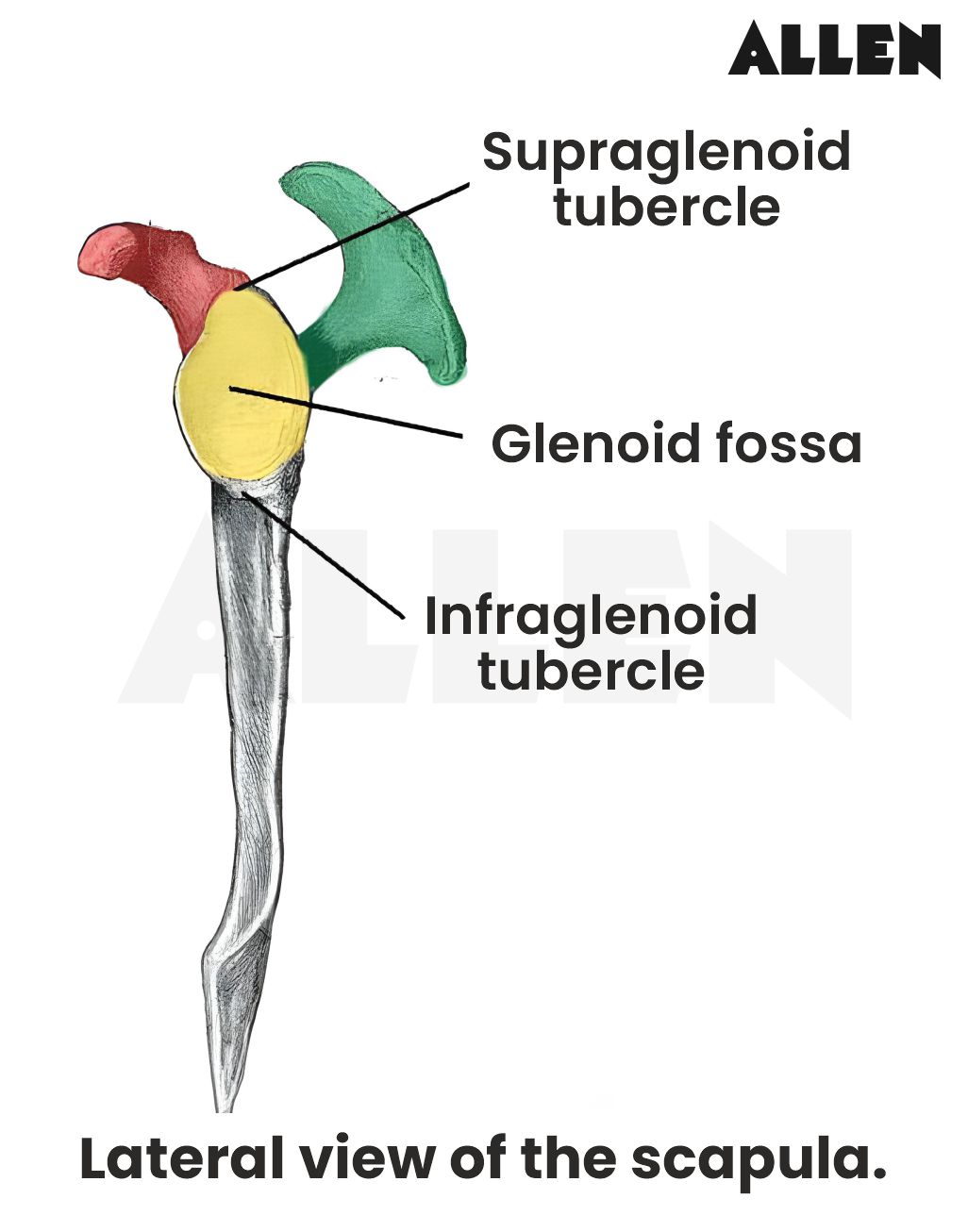 lateral view of scapula