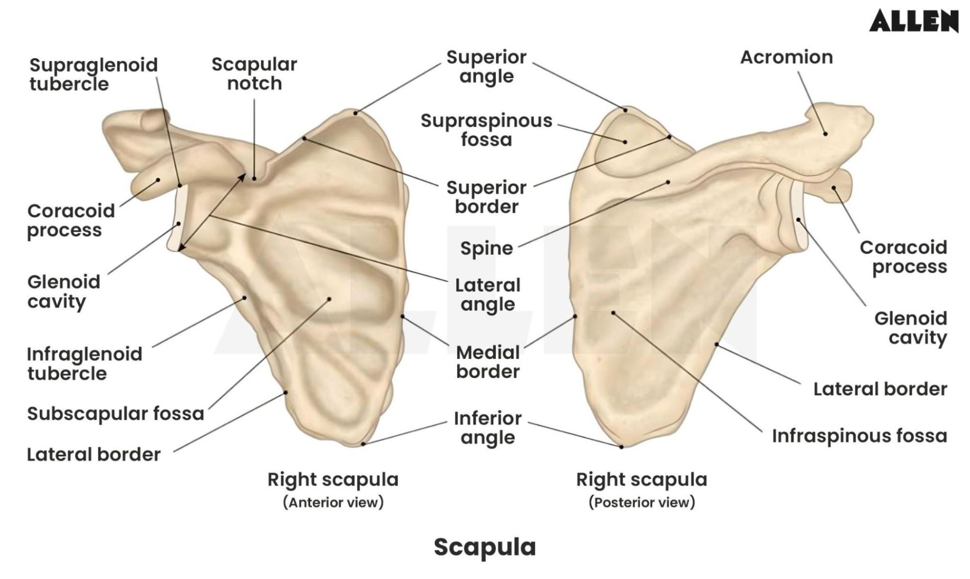 Scapula
