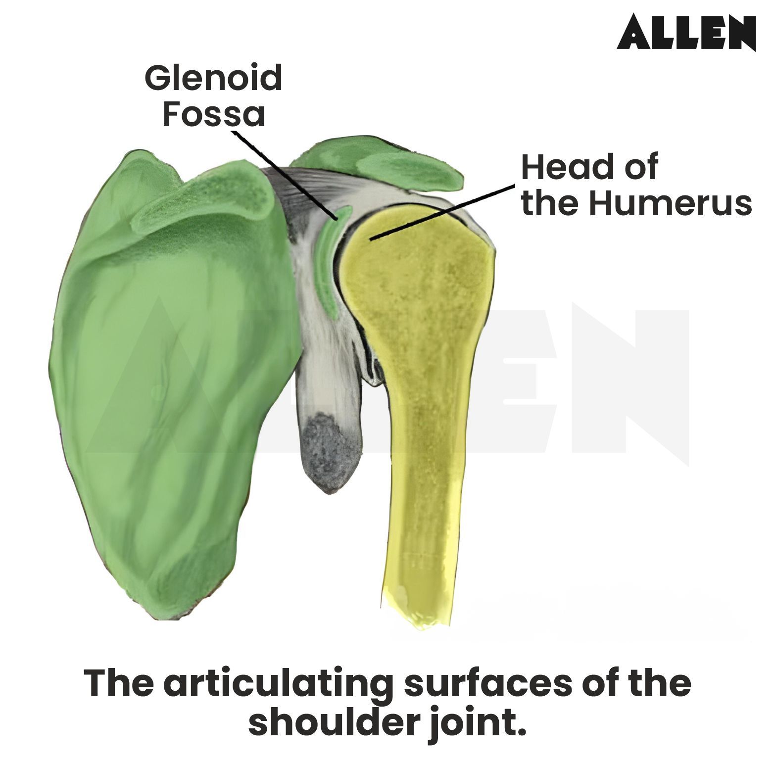 The articulating surfaces of the shoulder joint