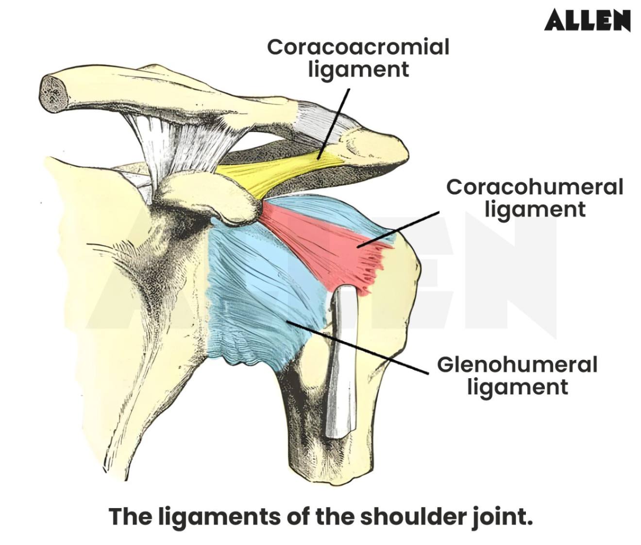 Ligaments of the shoulder joint