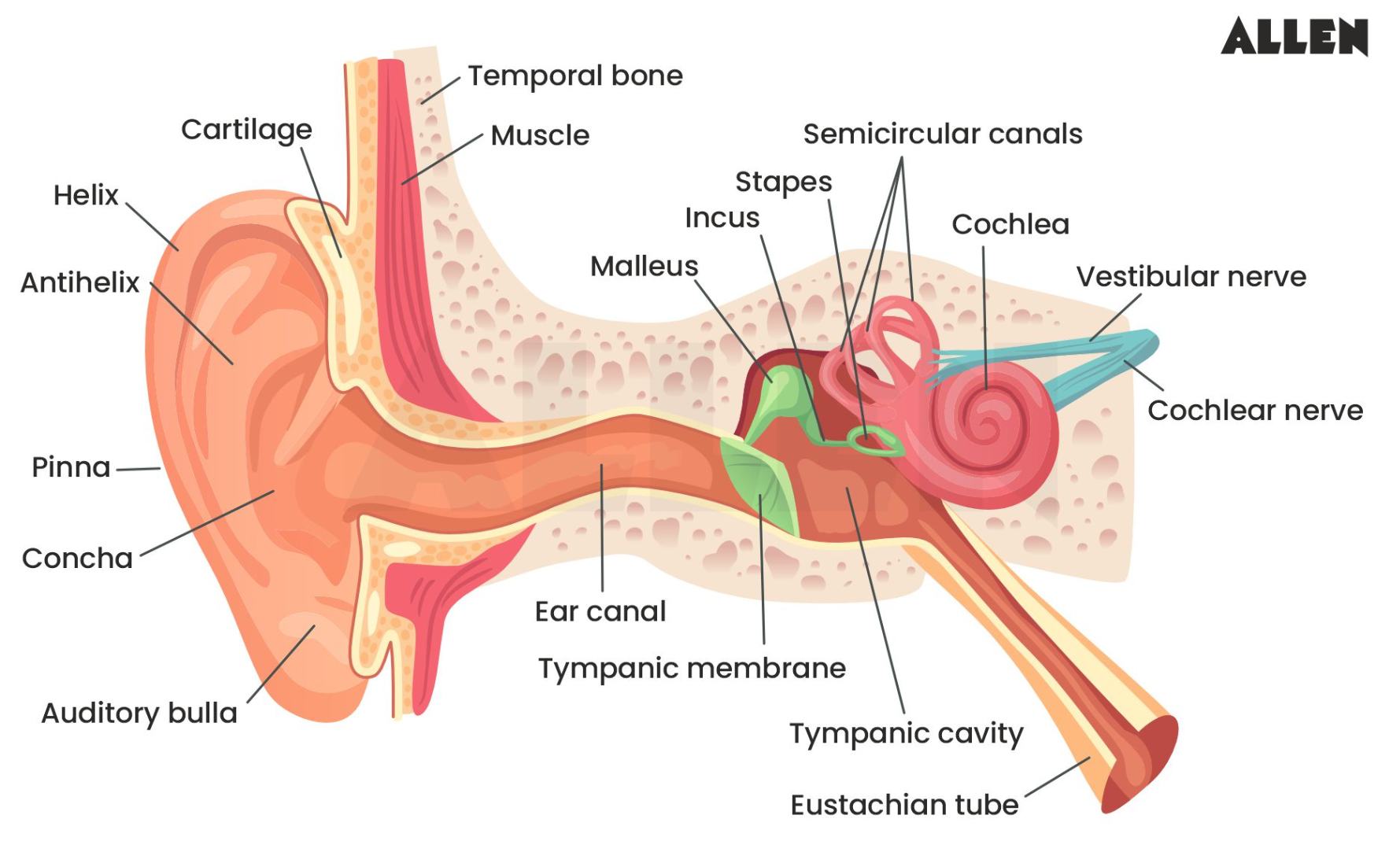 Peripheral component of auditory pathway