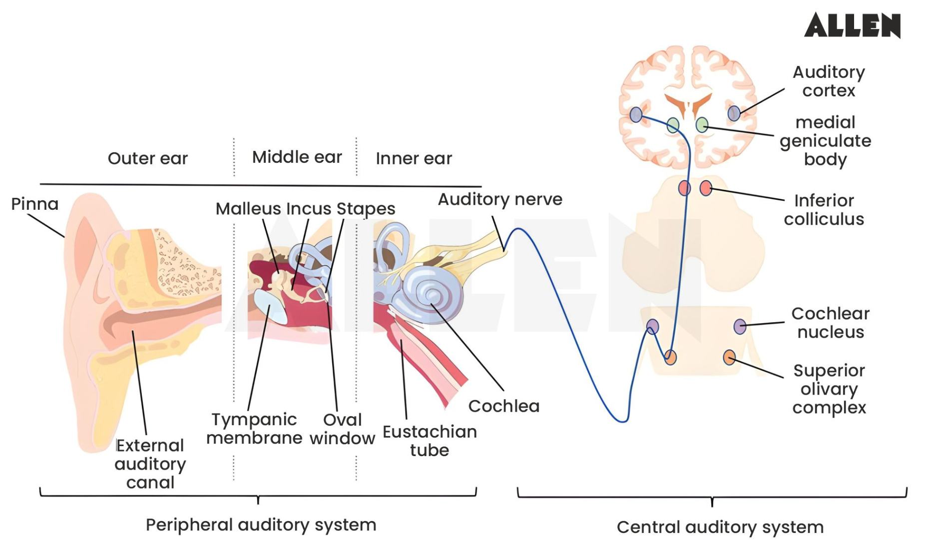 Structure of Auditory pathway