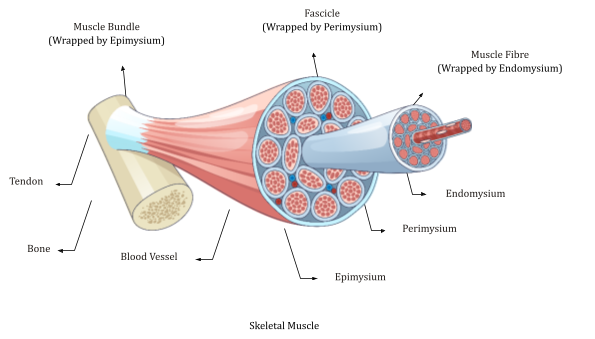 Science Class Muscle Muscle Types and Structure: Skeletal, Cardiac & Visceral
