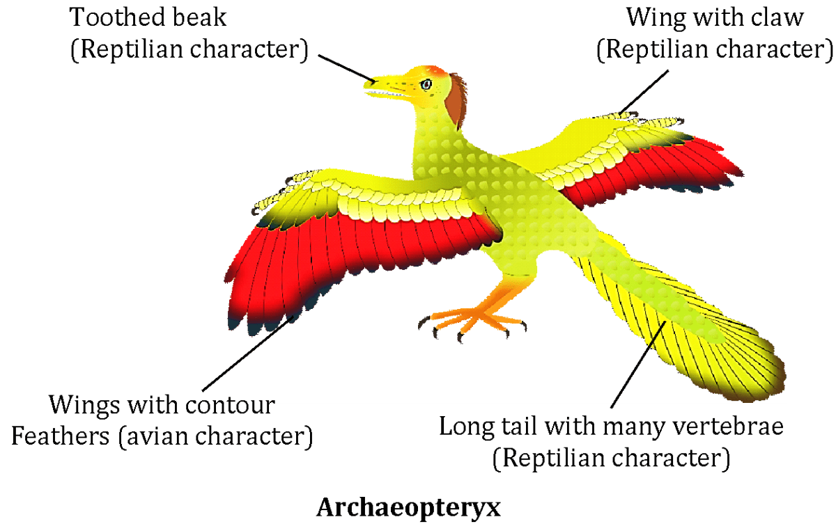 Archaeopteryx