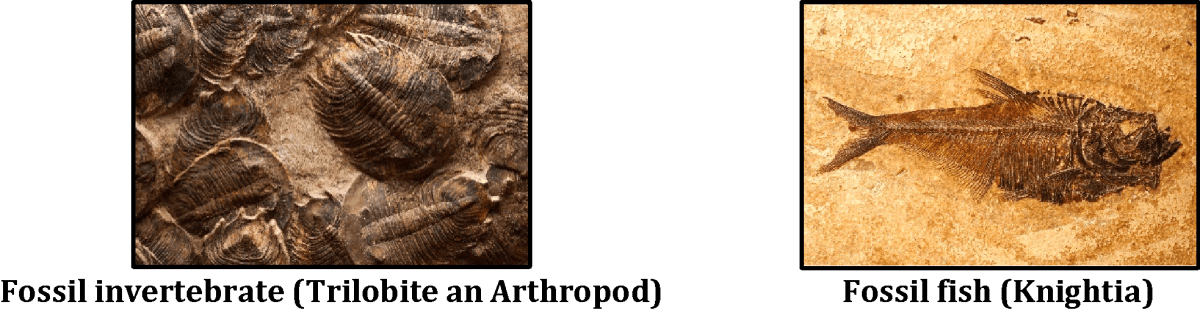 Fossil of fish & invertebrate
