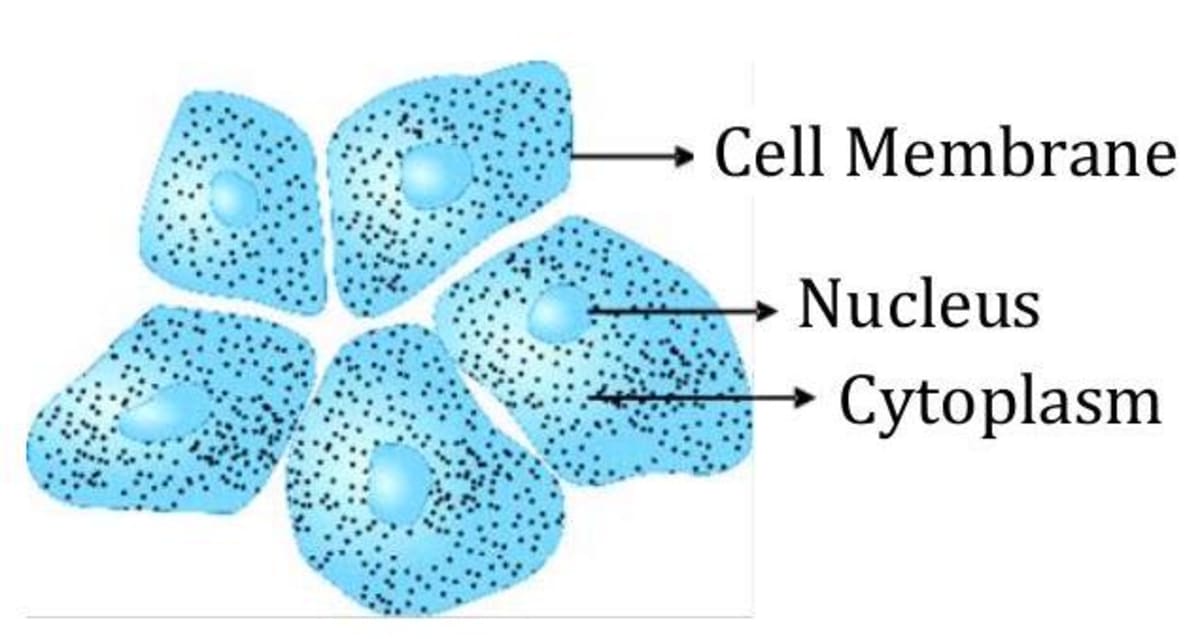 What is Cell?