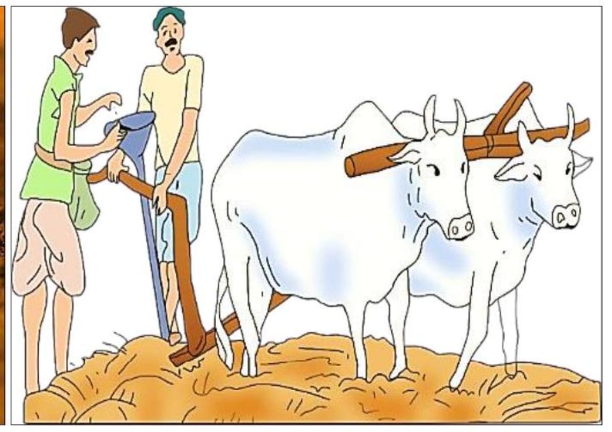 Understanding Crop Production and Management in Agriculture