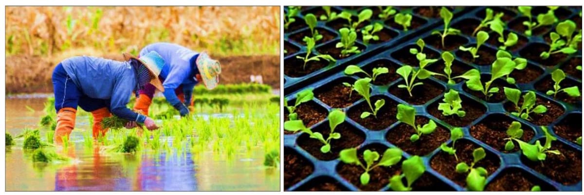 Understanding Crop Production and Management in Agriculture