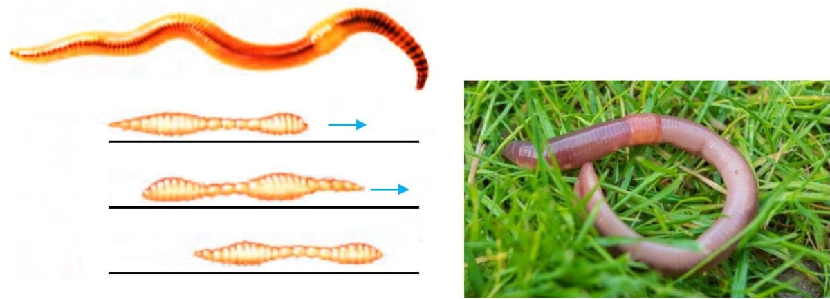 Worm Movement Pattern Body Movements: Types, Anatomy & Physiology