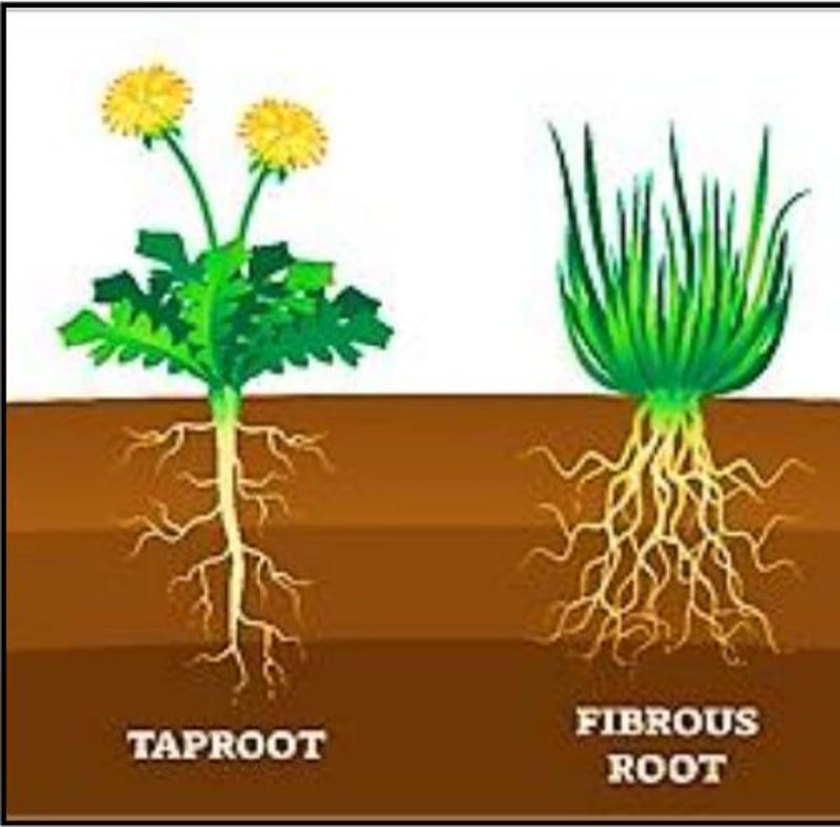 Main Function Of Roots Getting to Know Plants: An Introduction to Plant Biology