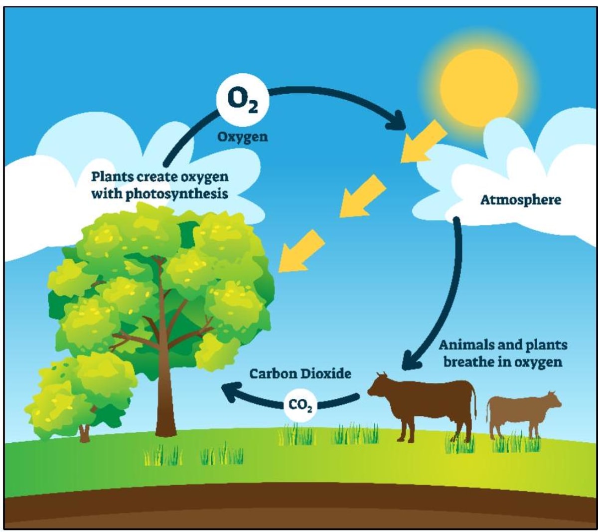 Oxygen cycle