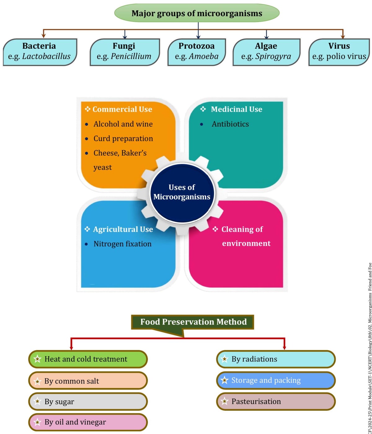 Microorganisms: Friend or Foe? Exploring the Dual Nature of Microbes