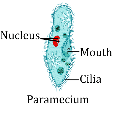 Photosynthesis Process| Site, Mechanism, Adaptations, and Heterotrophic