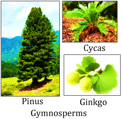 Ginkgo Examples Plant Kingdom Classification