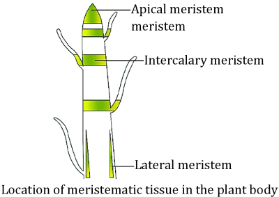 Meristematica Meristematic Tissue| Functions, Types and Key Features
