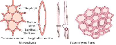 Permanent Tissues In Plants Type Functions And Differences permanent-tissues-in-plants-type-functions-and-differences