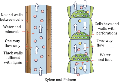 Permanent Tissues in Plants| Type, Functions, and Differences