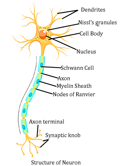 Muscular and Nervous Tissues| Structure, Functions, and Types
