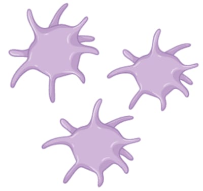 Connective Tissues| Types, structure and functions