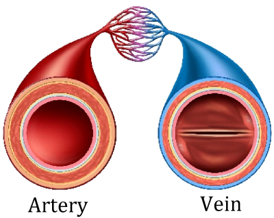 Capillaries