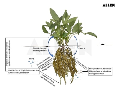 Taproot: Plant Root System | Functions & Types