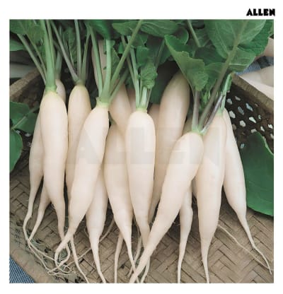 Taproot: Plant Root System | Functions & Types