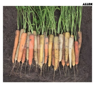 Traproots Taproot: Plant Root System | Functions & Types