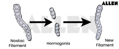 Reproduction in Nostoc