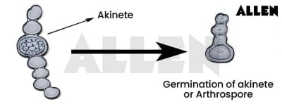 Akinetes Development