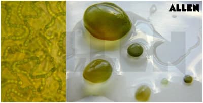 Heterpcytes