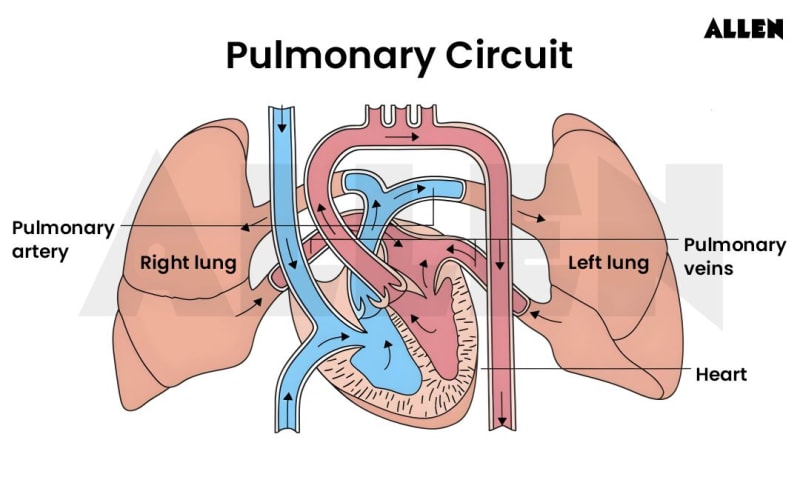 Pulmonary Artery: Anatomy, Function, Histology