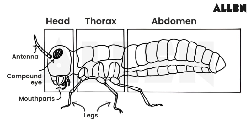 Insect thorax