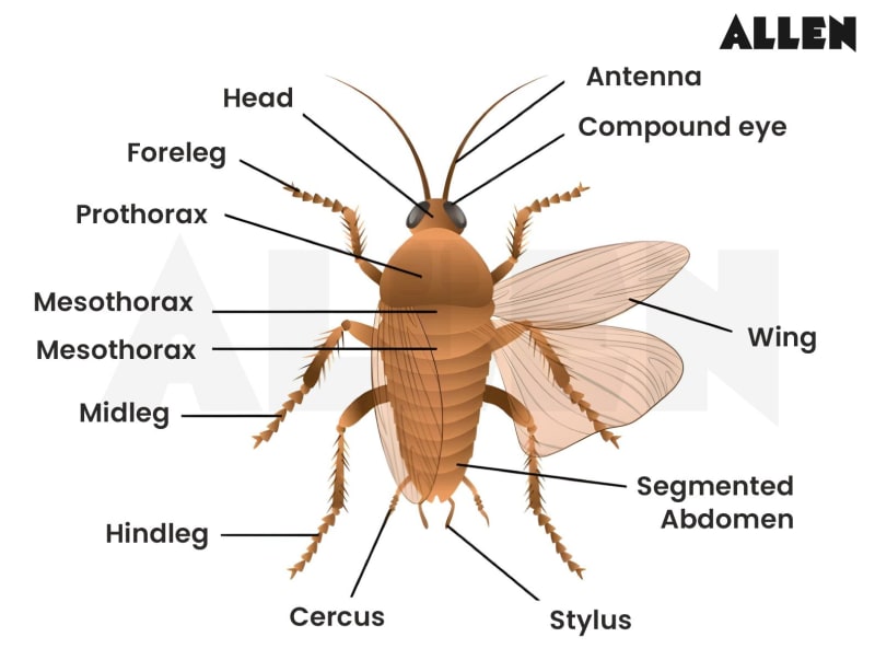 Thorax: Anatomy, Musculature and Major Organs