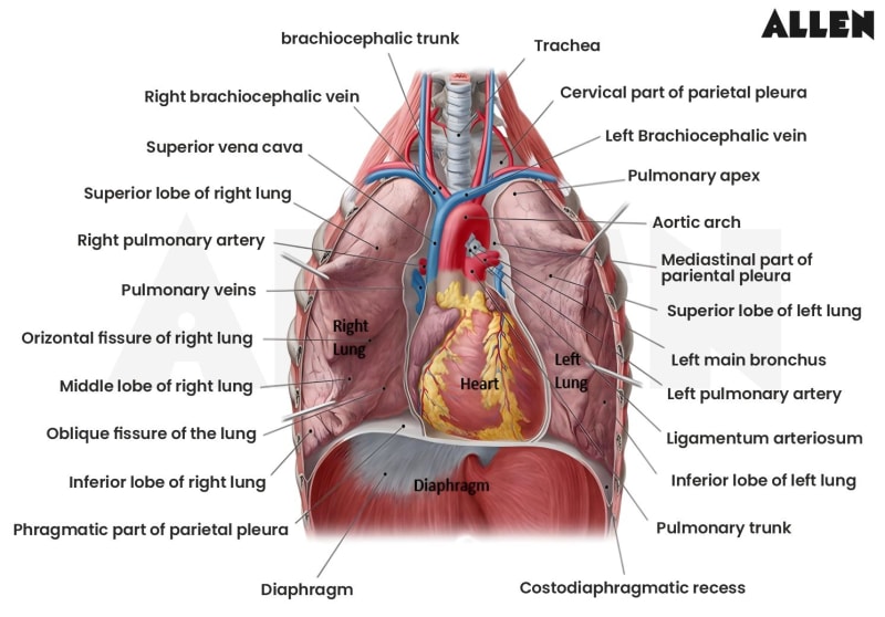 Heart in thorax