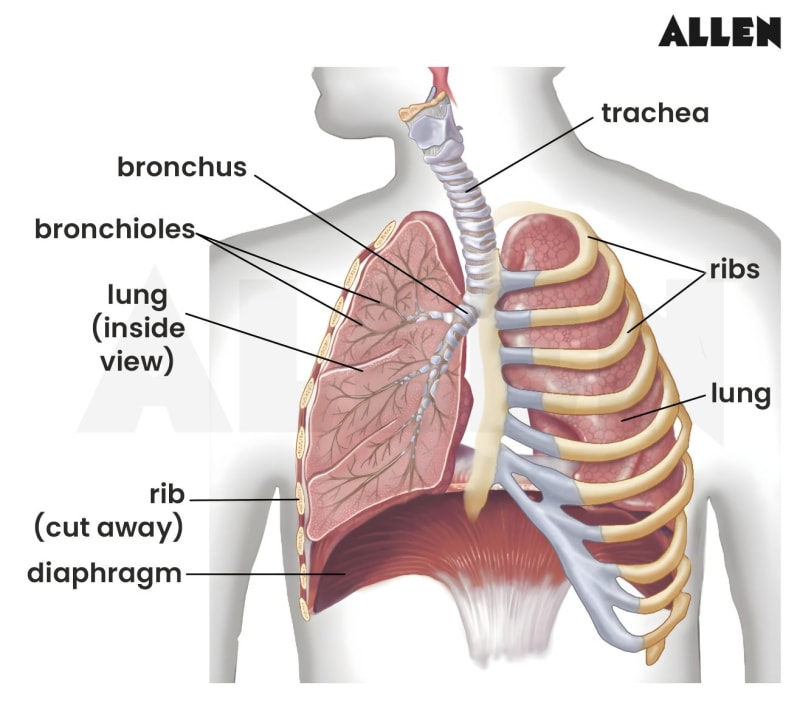 Thoracic Wall